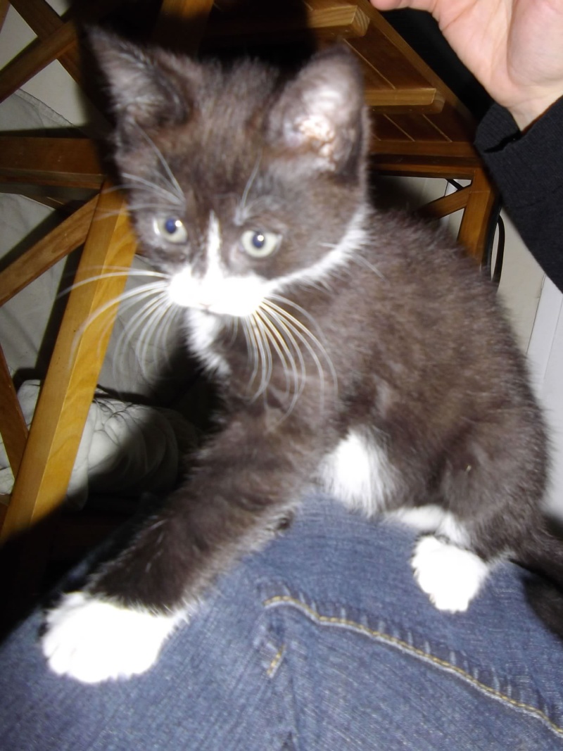 Iacinthe - petite chatonne née le 01 avril 2013  Imgp2814
