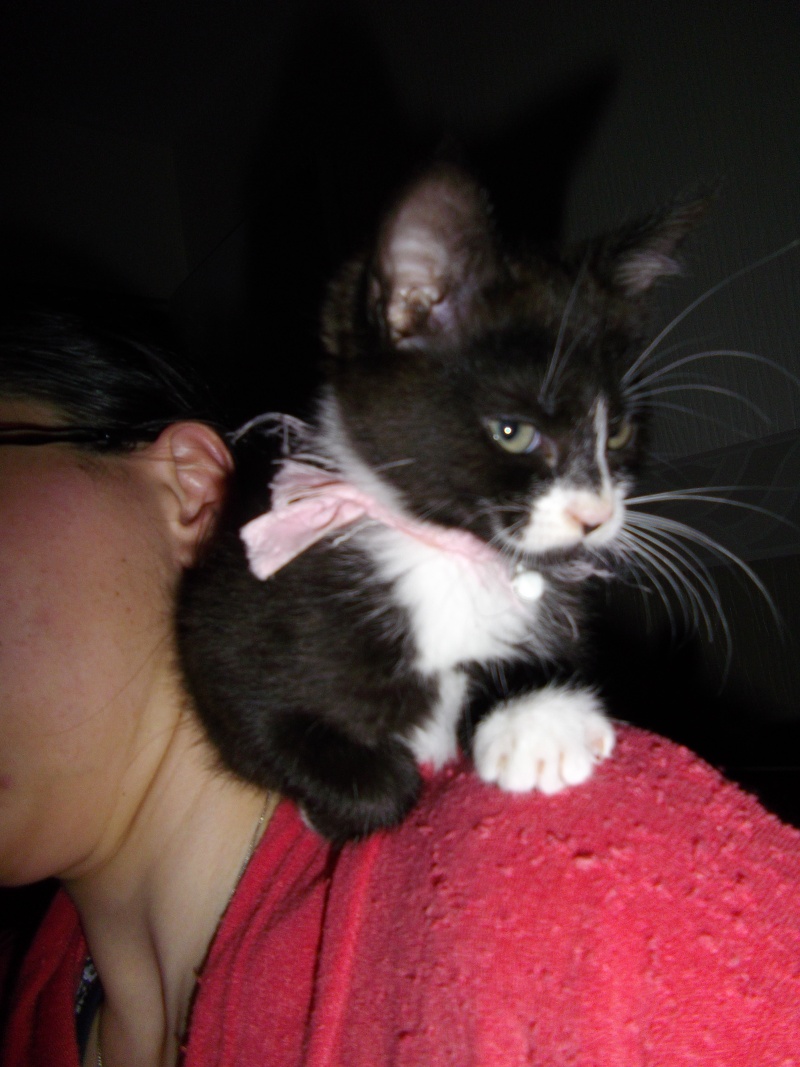 Iacinthe - petite chatonne née le 01 avril 2013  Imgp3012