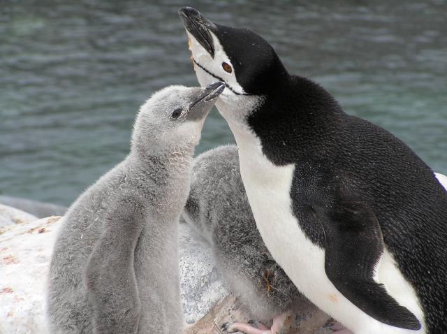 Pinguinet Pingui14