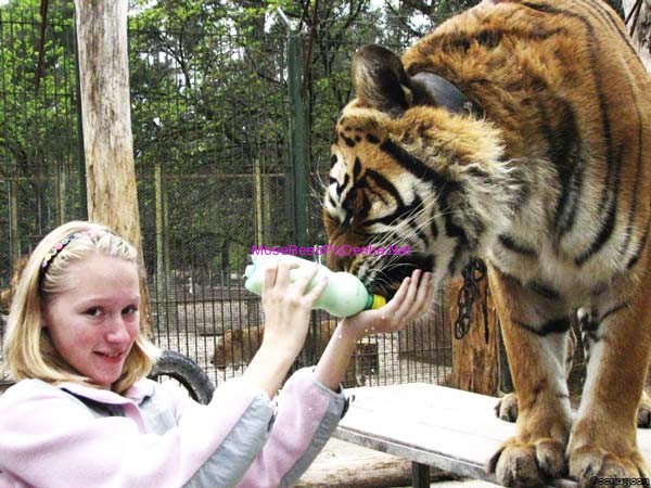 Kopshti zoologjik më i ‘çmendur’ në botë Tiger12