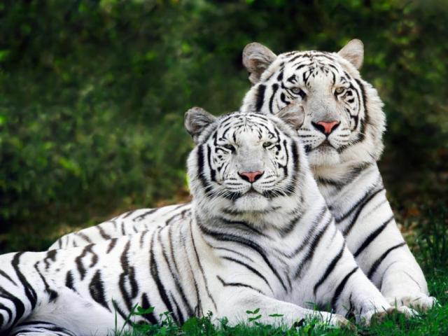 Macet e Medha Tigri_11