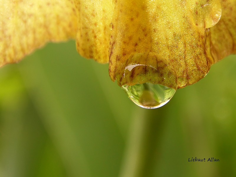 Après la pluie... Sam_1512