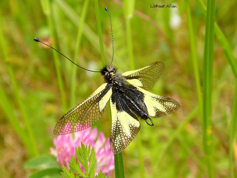 IVNI (Insecte Volant Non Identifié) Sam_1710