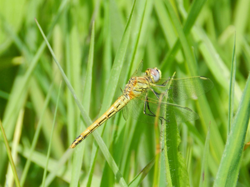 [Sympetrum fonscolombii] Fonscolombe près de Brest Dscn0511