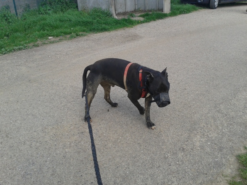 [Réservé] BUCK amstaff né le 21/01/2006  - Page 4 20130514