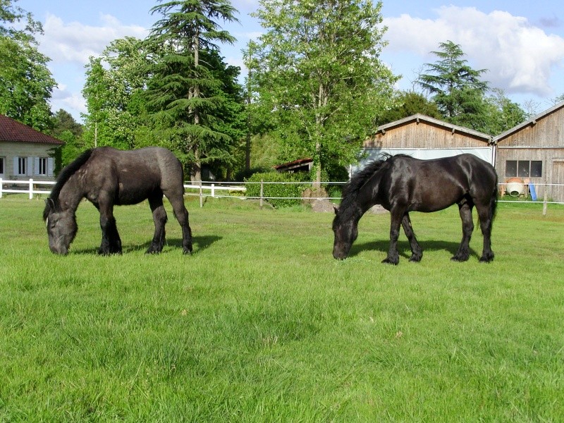 MELODIE DE LA NOTTE et CESAR, percherons et Charlotte33  (Mars 2012) - Page 36 Snb12015