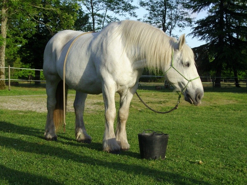 MELODIE DE LA NOTTE et CESAR, percherons et Charlotte33  (Mars 2012) - Page 36 Snb12024