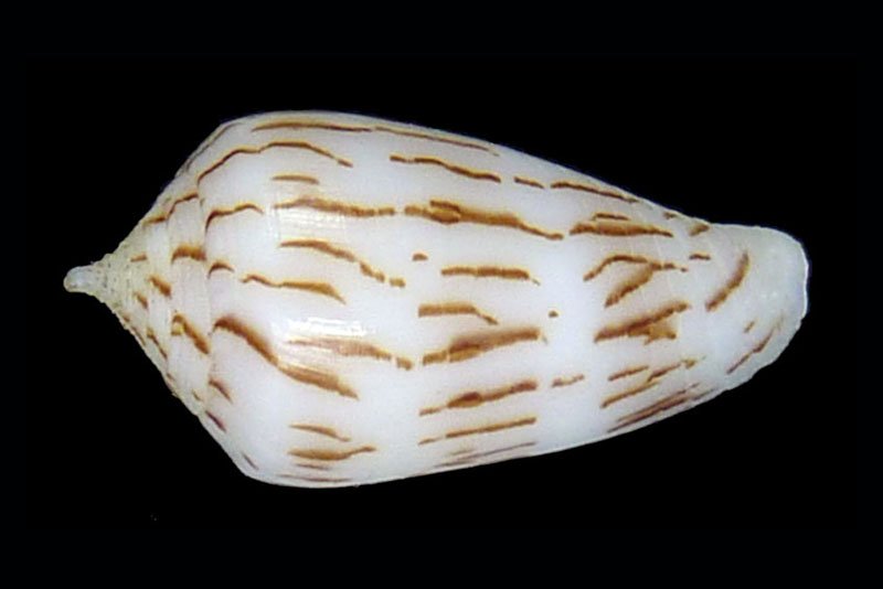 Conus (Phasmoconus) balabacensis Filmer, 2012 04025-10
