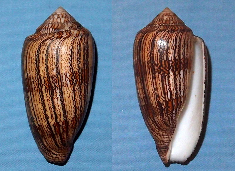 Conus (Cylinder) textile cholmondeleyi Melvill, 1900 voir Conus (Cylinder) textile Linnaeus, 1758 P1061110