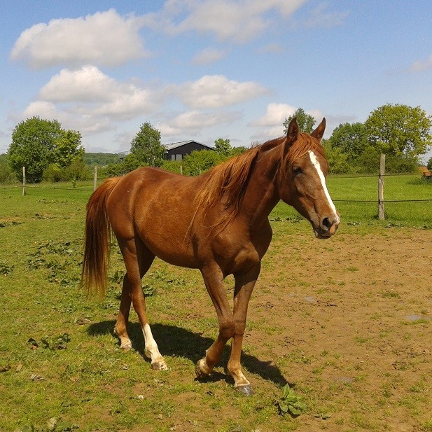 Pouliche arabe 4 ans Bhalil12