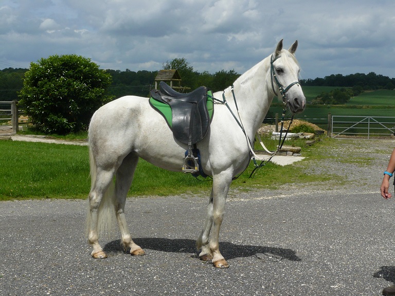 Plusieurs chevaux à vendre à l'élevage des Terres Marines Relvin12