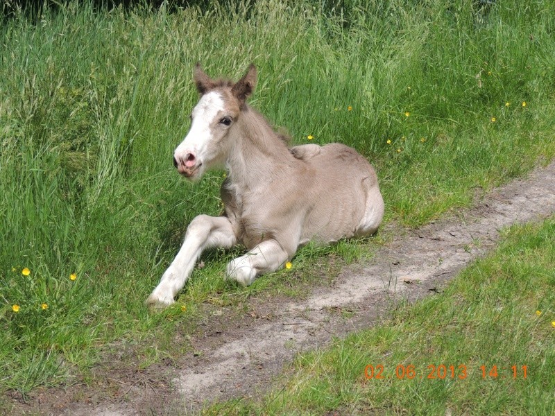 Danaé d'Anjou  2 ans photos p.4 ! Dscn0410