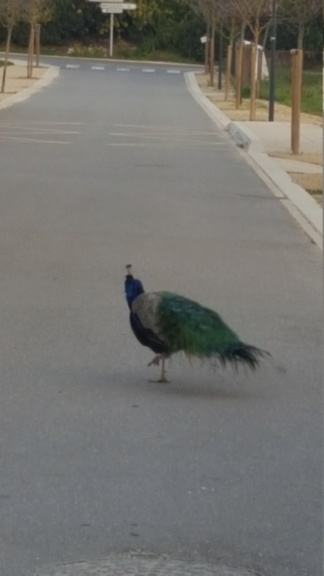 le petit coucou du matin qui va bien !!!!! 20191213