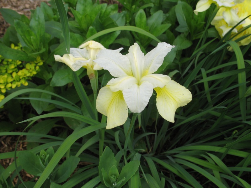 Iris sibirica Bread & butter Img_0029