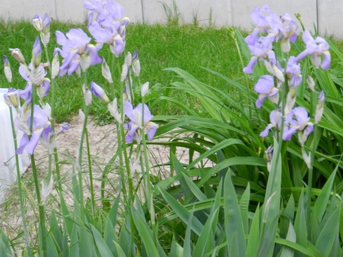 Tous nos iris regroupés ici Dscn1010