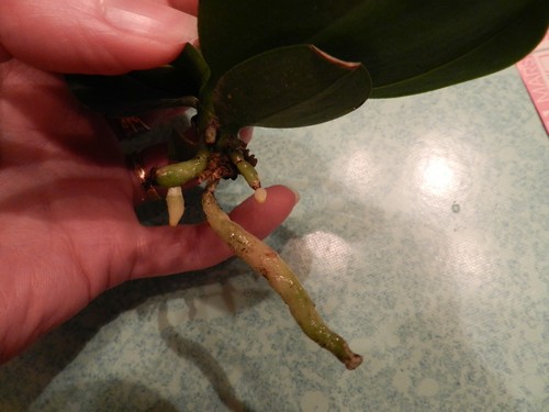 mini Phalaenopsis...opération sauvetage - Page 2 Dscn3215