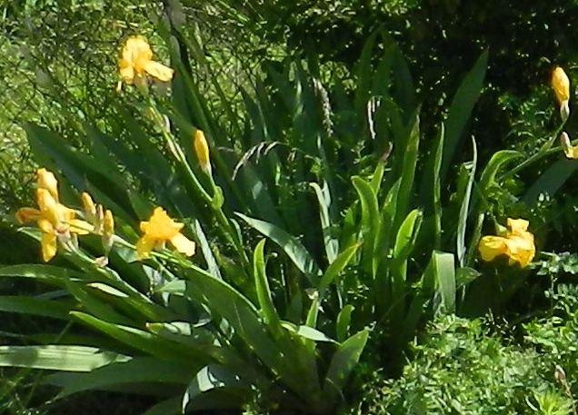 Tous nos iris regroupés ici Iris_j10