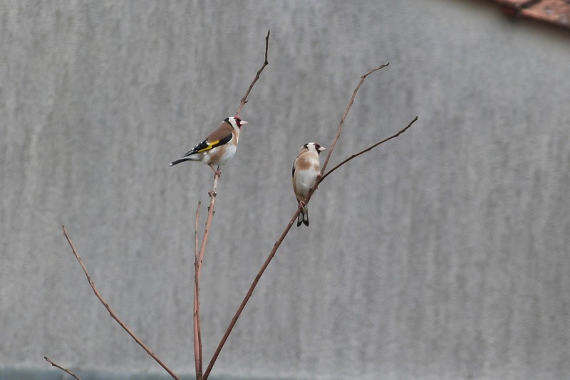 Les photos de Ptit moineau des oiseaux qui viennent à ma mangeoire !! - Page 10 P1040620