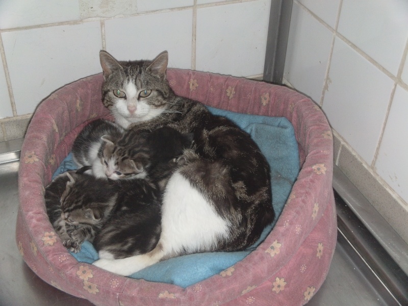 UNE NOUVELLE CHATTE ET SES CHATONS Dvci0167
