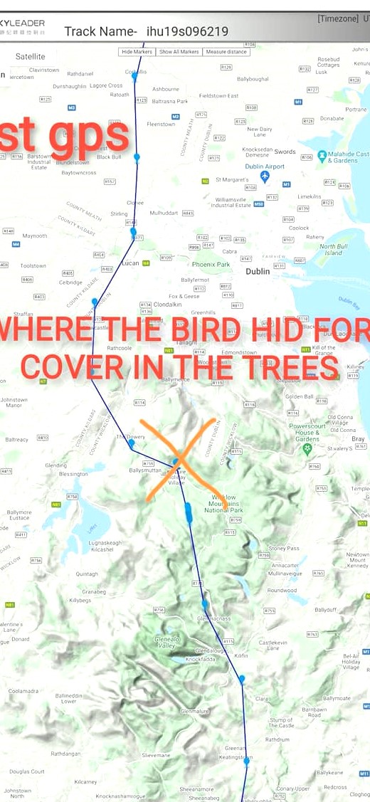 bird with gps ring Wales into Ireland 19872510