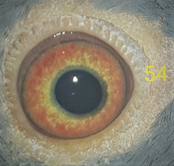 past and present eyes - Page 2 20200811