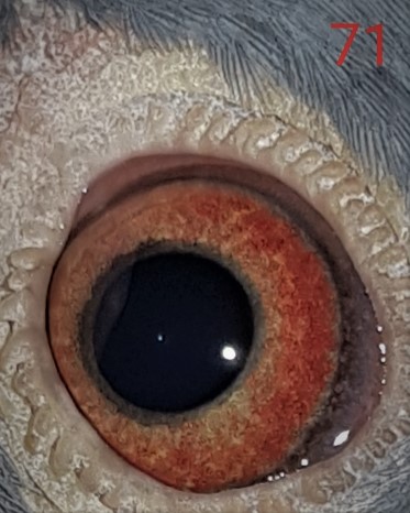 past and present eyes - Page 2 20210810