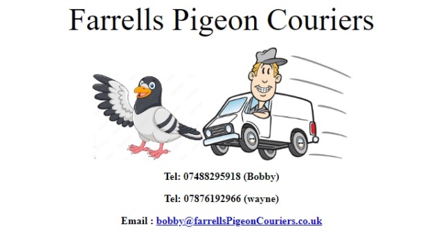 Pigeon couriers  33200510