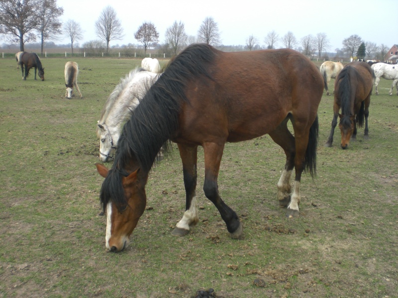 Scanlet - Verkauft! Cimg9313