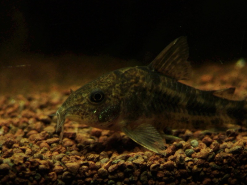 Le Post des Corydoras... - Page 7 Paleat13