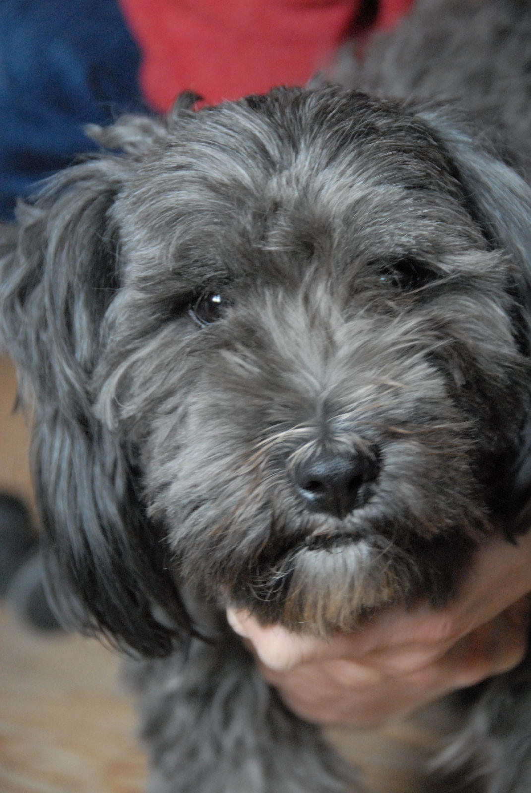 MERLIN  -  Terrier du Tibet  1 an 1/2  -  REFUGE DE L'ESPOIR  A  ARTHAZ  (74)... adopté par Tibétaine Merlin11