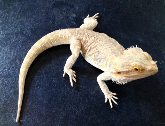 suivi taille/poid de mais pogona Photo10