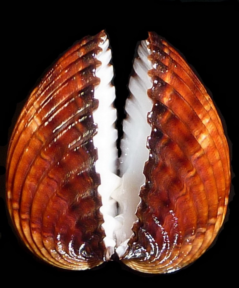 Cardiidae Lymnocardiinae Acanthocardia tuberculata - (Linnaeus, 1758)  Acanth11