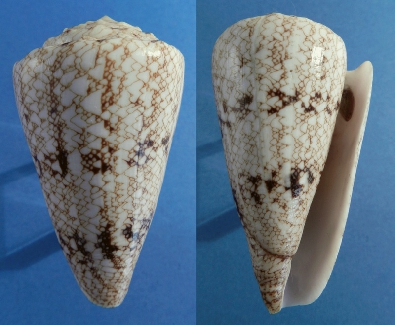 Conus (Conus) araneosus  [Lightfoot, 1786]  Araneo11