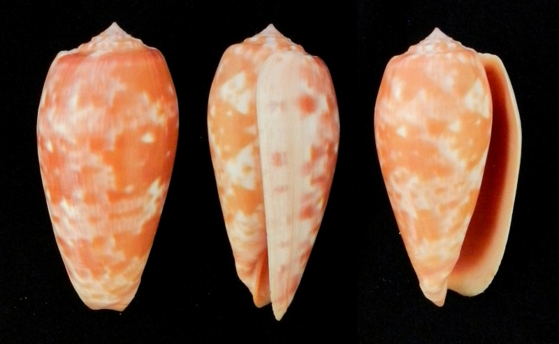 Conus (Textilia) pongo  Coomans, Moolenbeek, Wils, 1982 voirConus (T.)  bullatus Bullat10