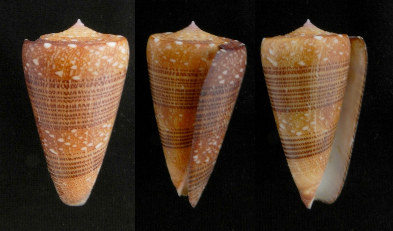 Conus (Eugeniconus) victor (Broderip, 1842)  -  Et ses formes Nobili10