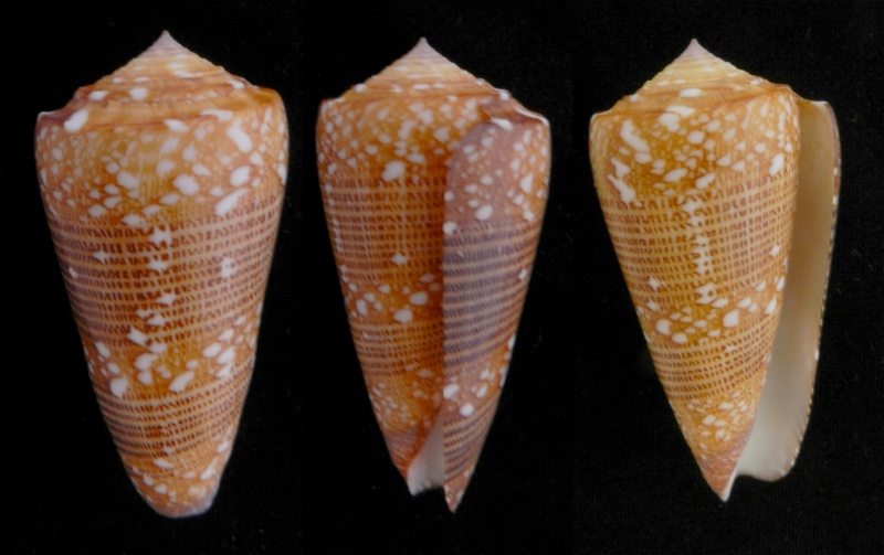 Conus (Eugeniconus) victor (Broderip, 1842)  -  Et ses formes Nobili11