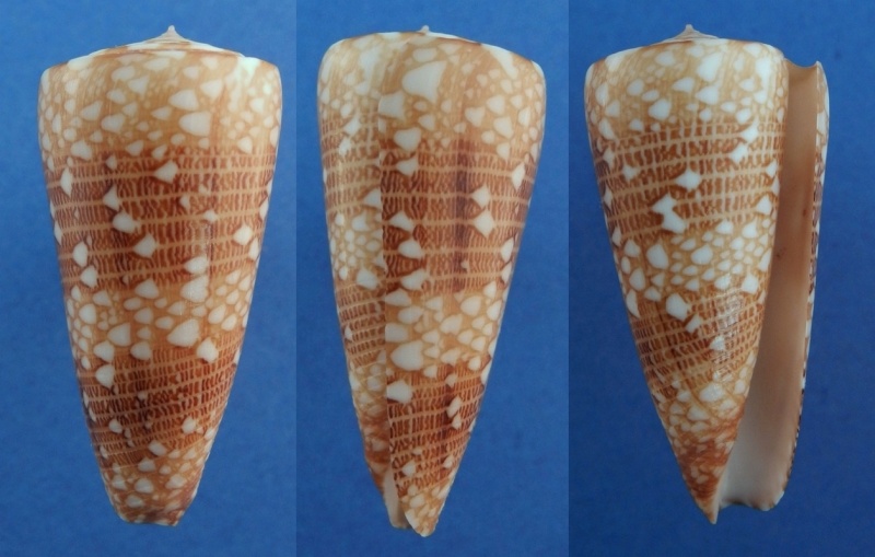 Conus (Eugeniconus) victor (Broderip, 1842)  -  Et ses formes Nobili12