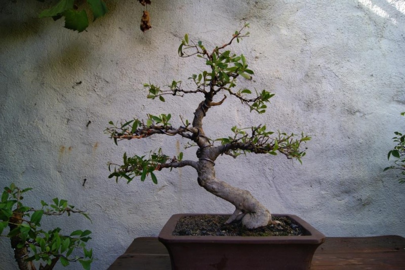 You still have your first bonsai?  - Page 2 2013-010