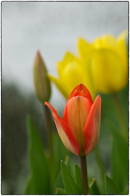 premiére tulipe _dsc6210