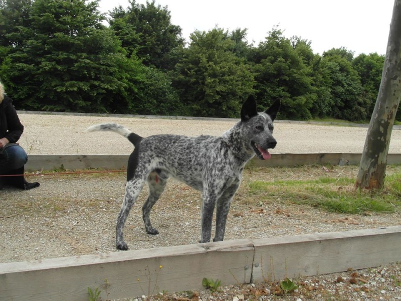 A adopter : Léon, jeune type bouvier australien mâle en FA (Dpt 16) 96023910