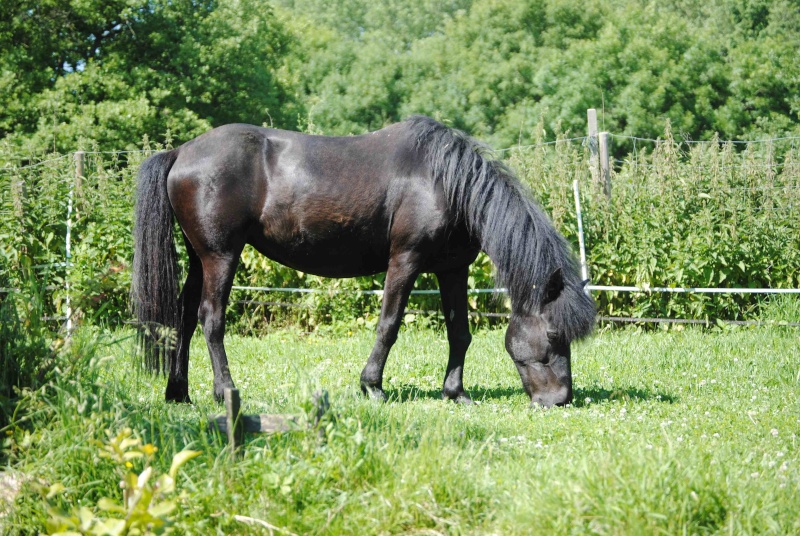 CHARLIE - ONC poney née en 1999 - adoptée en janvier 2013 par mammiemitsou - Page 2 212