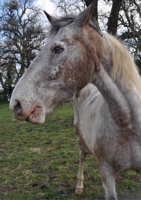 EGLANTINE - ONC selle typée Appaloosa née en 1993 - adoptée en août 2011 par anne-canelle - Page 4 2_tiff10