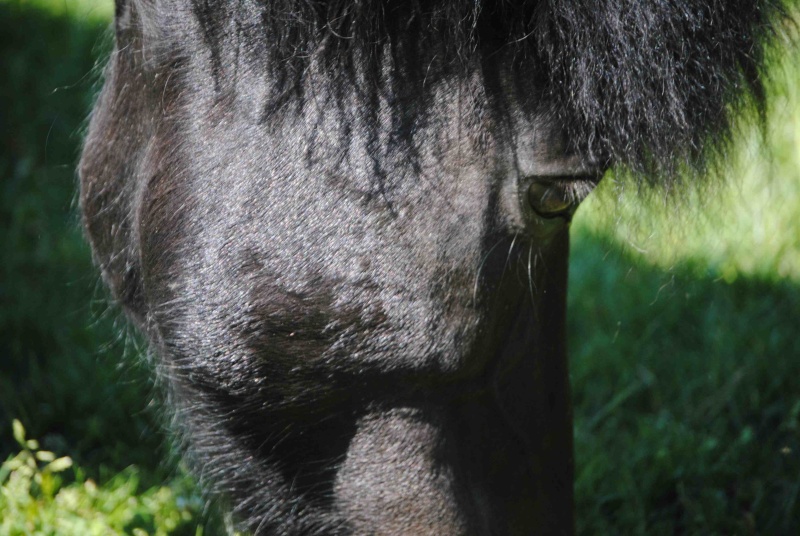 CHARLIE - ONC poney née en 1999 - adoptée en janvier 2013 par mammiemitsou - Page 2 611