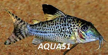 Corydoras - Corydoras acutus  Corydo11