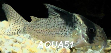 Corydoras brevirostris Corydo21