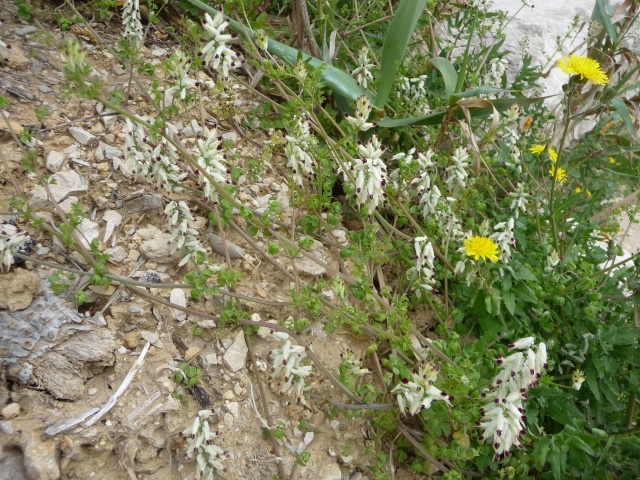 Fumaria capreolata , Fumeterre blanche P1190810