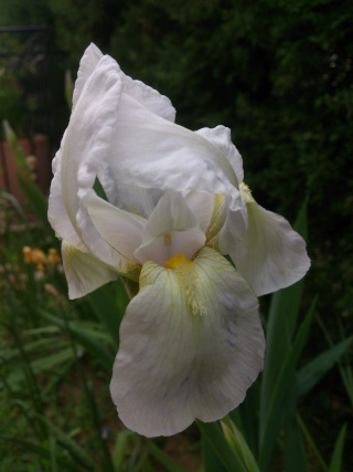 Floraisons de nos Iris barbus 2013 Aaa_0210