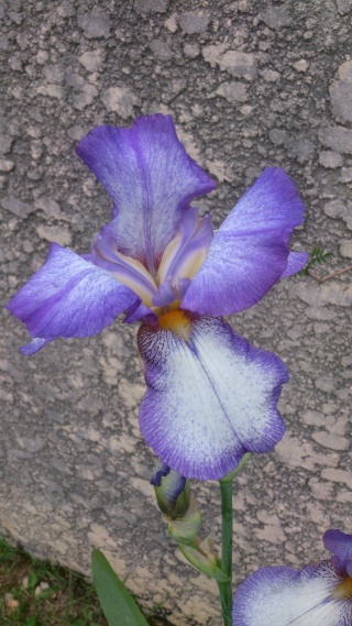 Floraisons de nos Iris barbus 2013 - Page 2 Aaaa_111