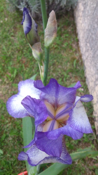 Floraisons de nos Iris barbus 2013 - Page 2 Aaaa_113