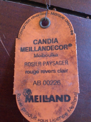 rosiers Calizia et Candia - identification 1 Pan_0110